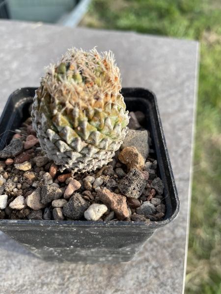 Encephalocarpus strobiliformis